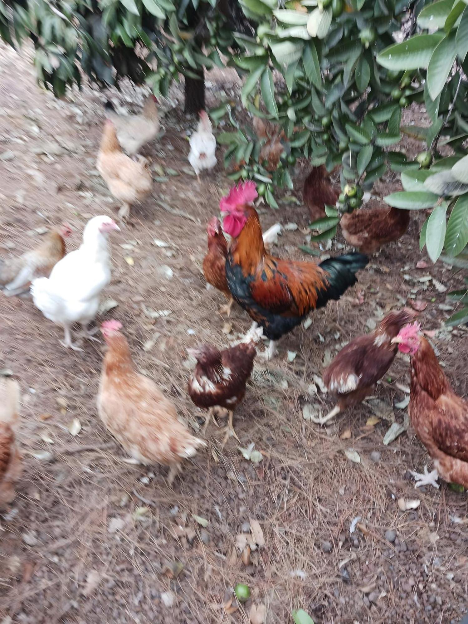 Finca Aramai アデヘ エクステリア 写真